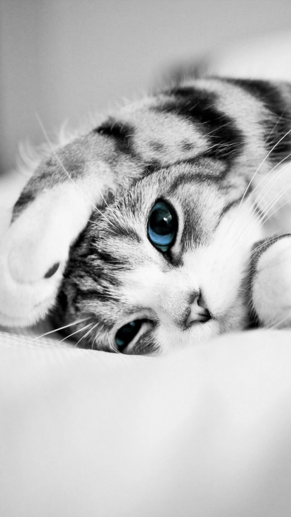 Adorable Cute Blue Eyed Kitten HD Mobile Wallpaper