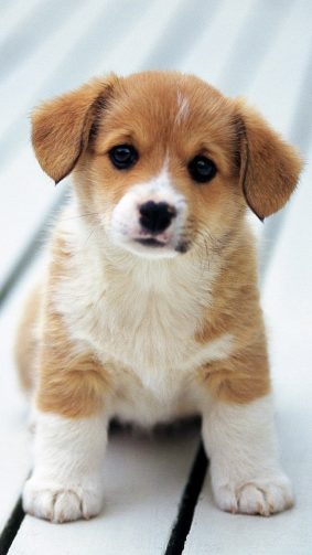 Cute Adorable Puppy Love HD Mobile Wallpaper
