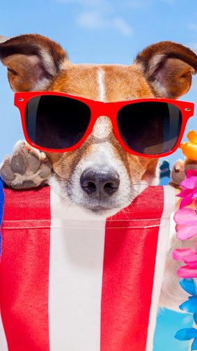 Dog Fun Sunglasses HD Mobile Wallpaper