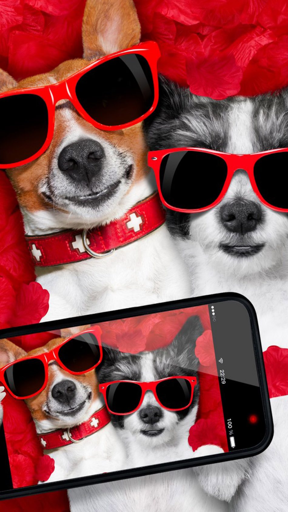 Funny Dogs Taking Selfie 4K Ultra HD Mobile Wallpaper