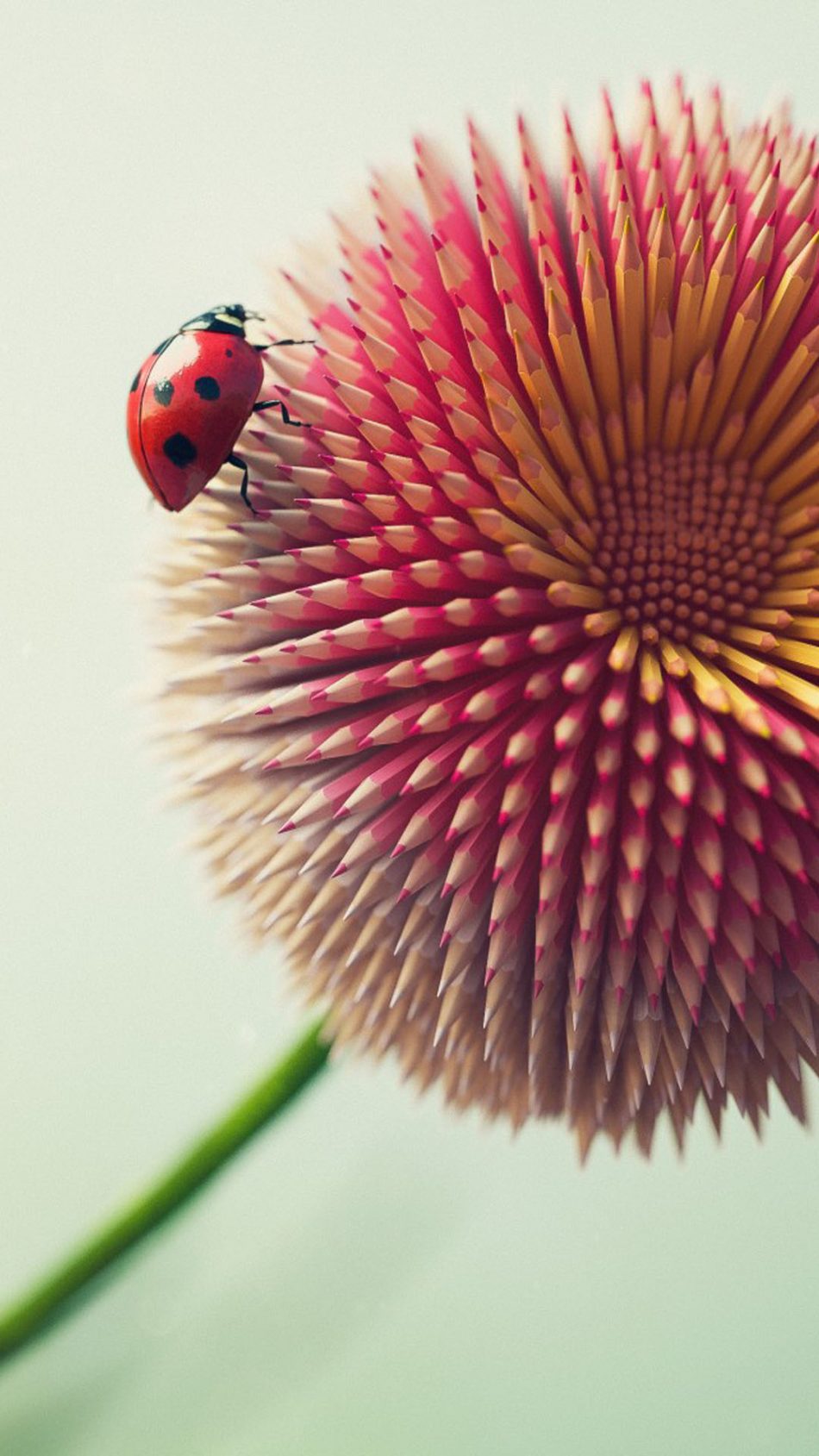 Ladybug On Pencil Flower HD Mobile Wallpaper