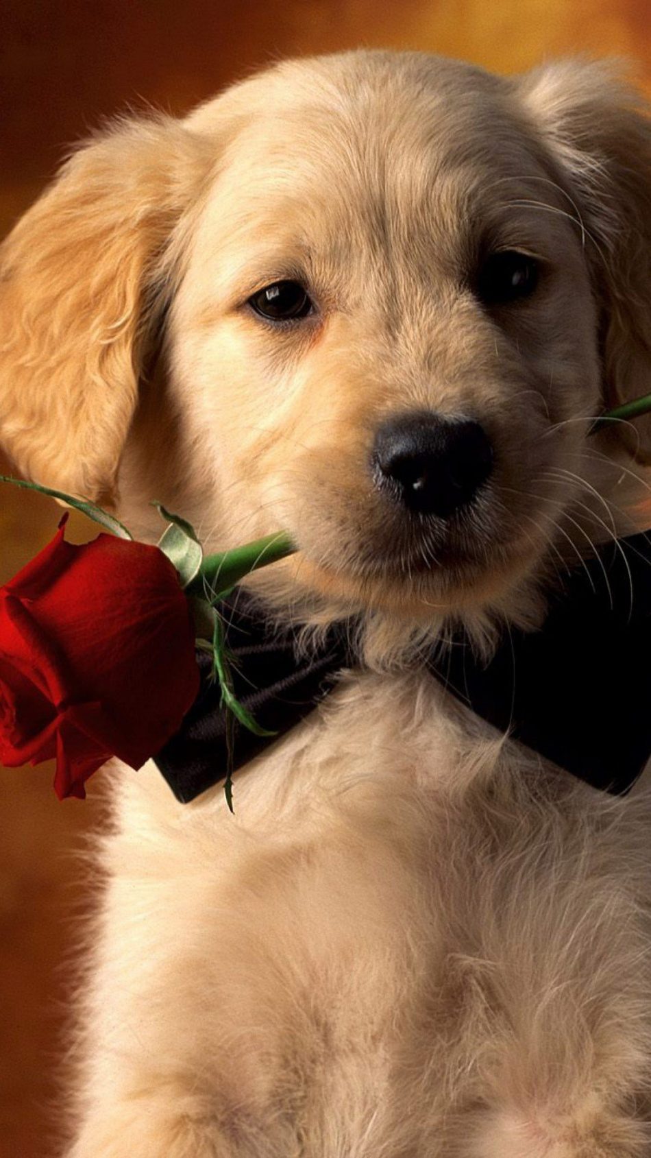 Valentine Dog With Red Rose HD Mobile Wallpaper