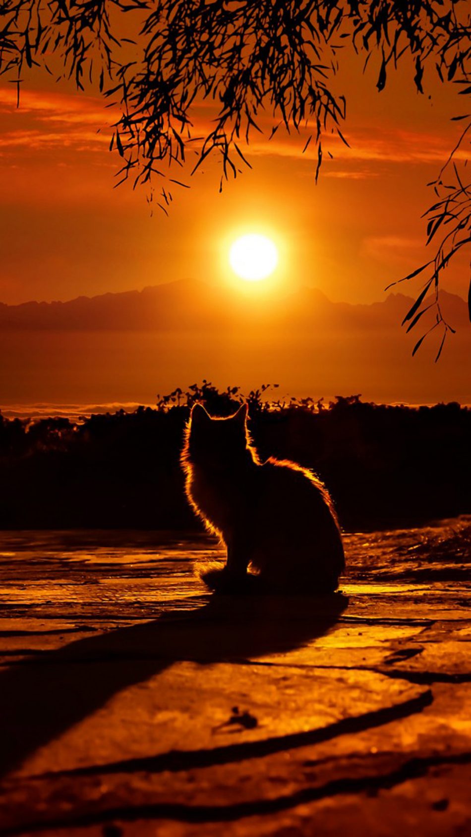 Cat Enjoying Sunset HD Mobile Wallpaper