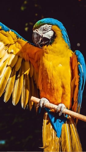 Macaw Parrot Bird HD Mobile Wallpaper