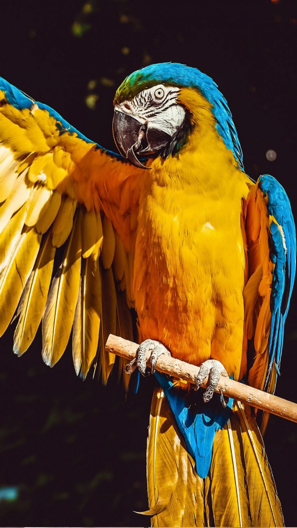 Macaw Parrot Bird Ultra HD Mobile Wallpaper