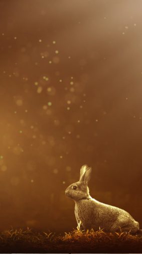 Rabbit Forest Sunlight HD Mobile Wallpaper