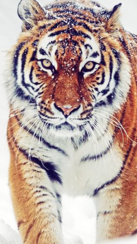 Premium Photo  Fire tiger wallpapers for iphone and android we have the  best collection of fire tiger wallpapers for iphone and android fire tiger  wallpaper tiger wallpaper animal wallpaper