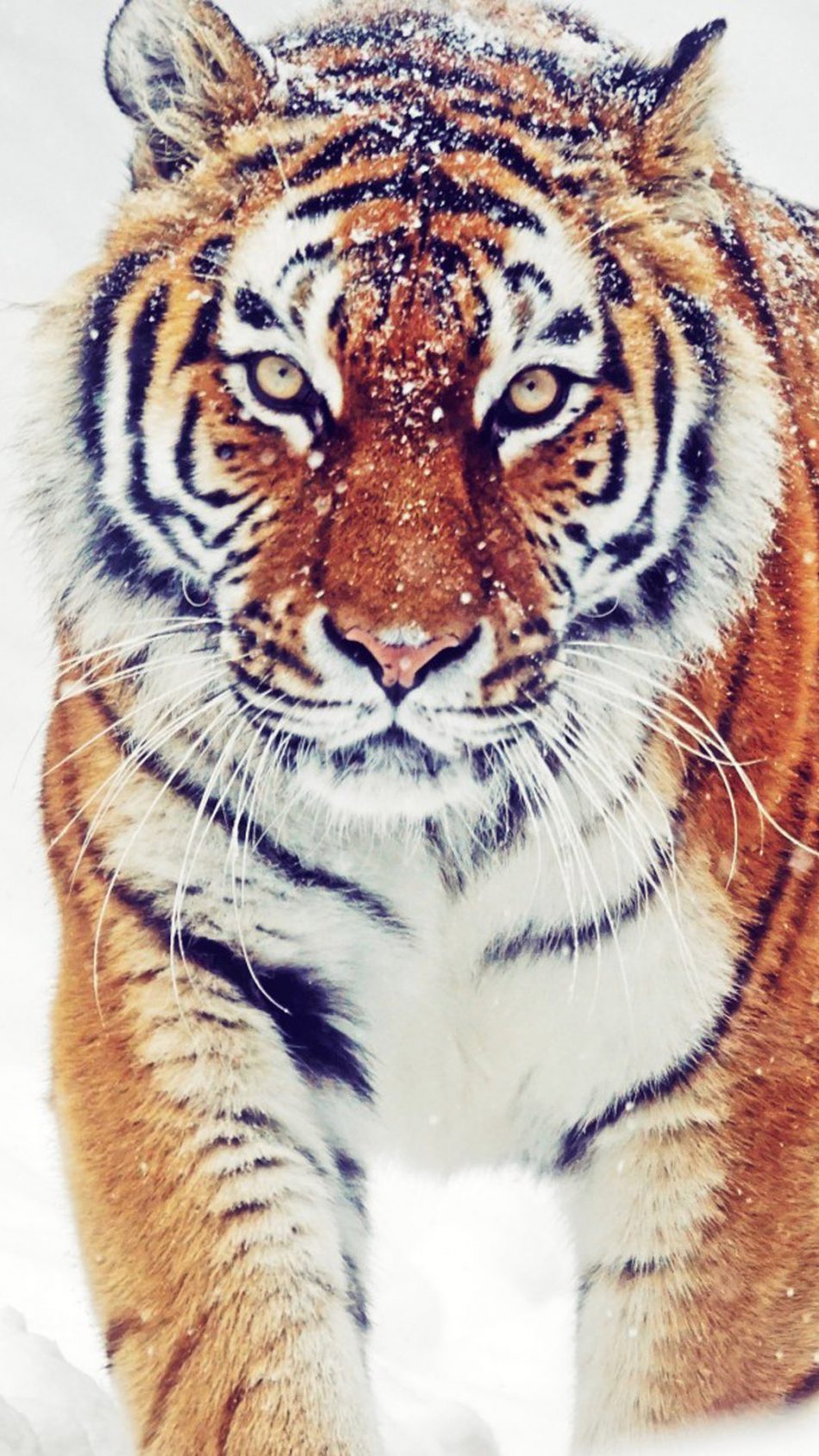 Siberian Tiger Winter Snowfall Free 4k Ultra Hd Mobile Wallpaper Siberian Tiger Winter Snowfall Free 4k Ultra Hd Mobile Wallpaper