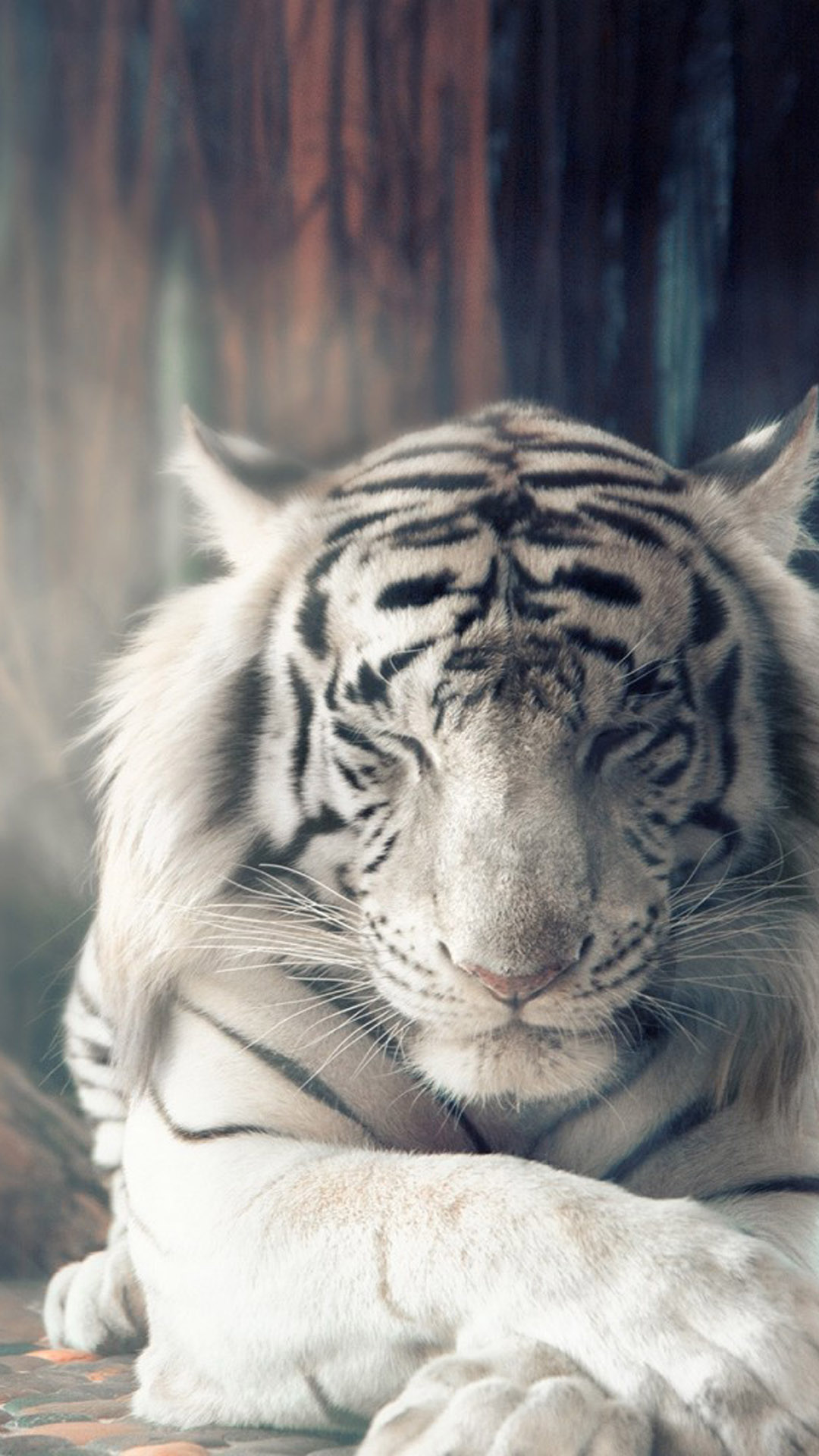 Beautiful Tigers Wallpapers For Mobile  Hd Tiger Wallpapers For Mobile   1242x2688 Wallpaper  teahubio