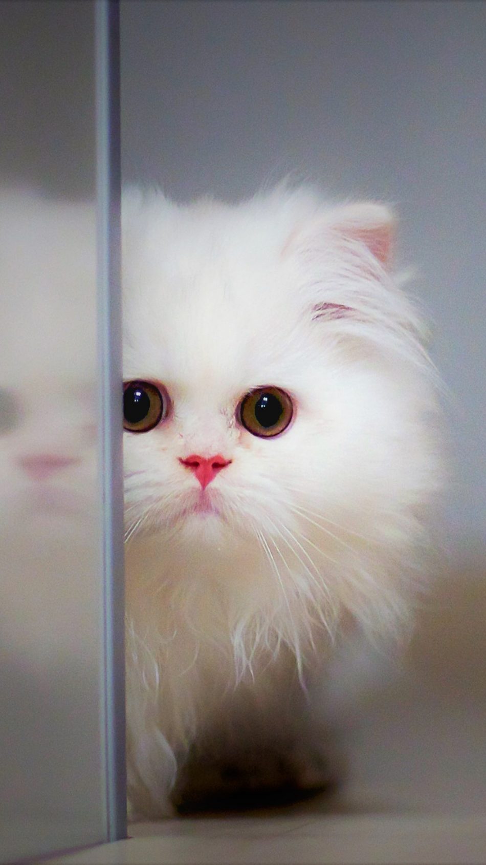 Adorable Cute White Kitten 4K Ultra HD Mobile Wallpaper