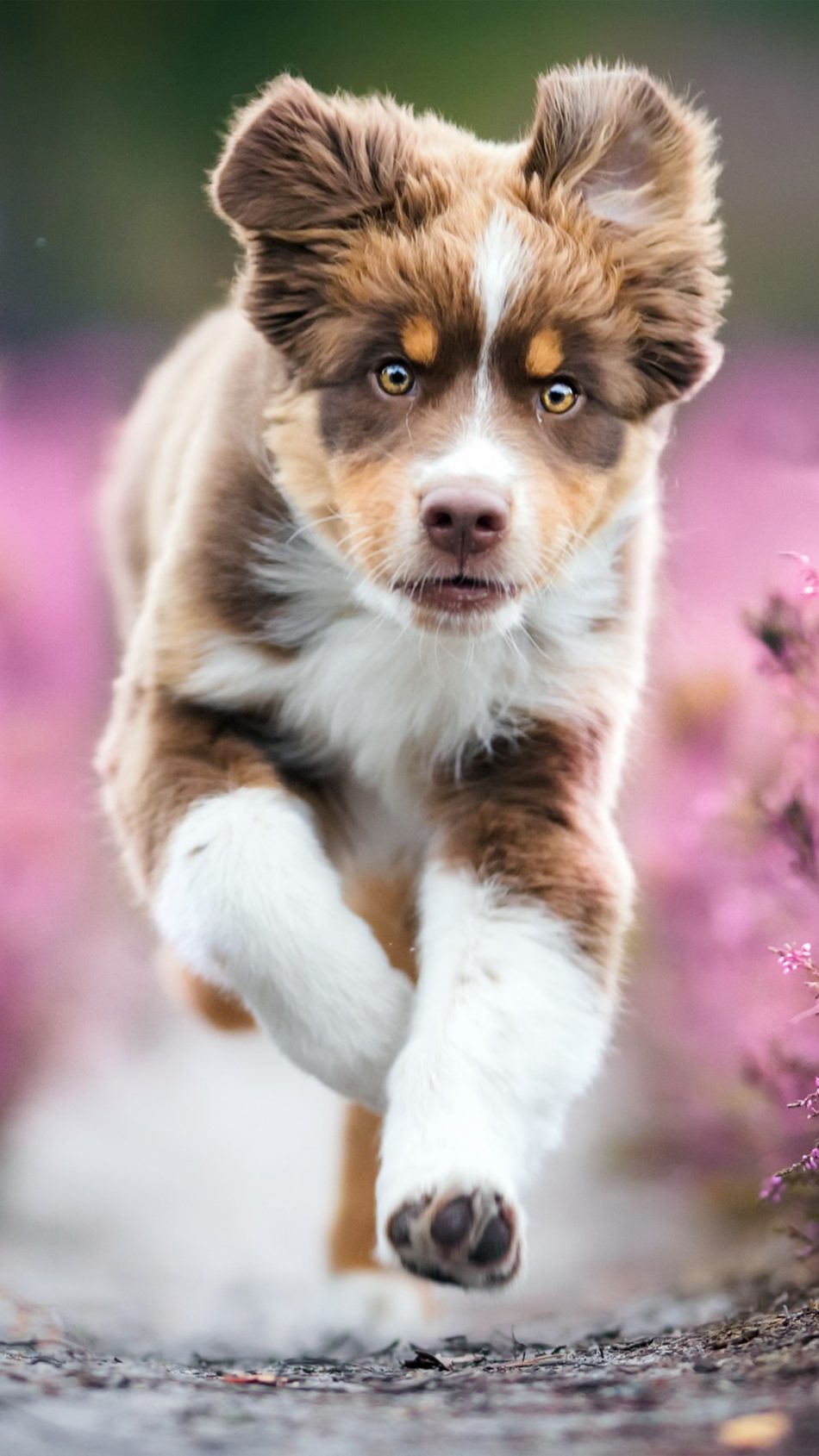 Australian Shepherd Puppy  4K Ultra HD Mobile  Wallpaper 