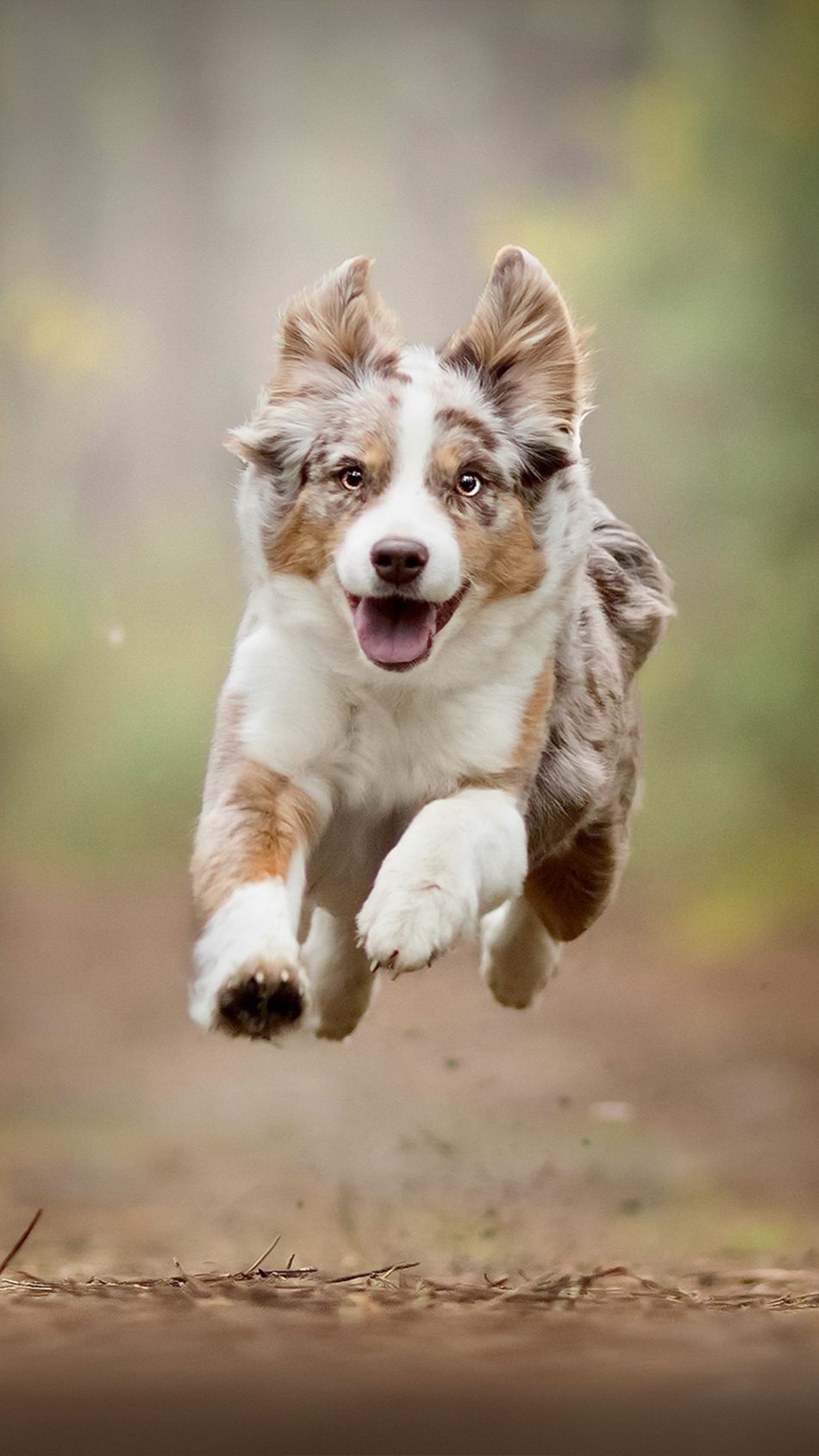 Australian Shepherd Running 4K Ultra HD Mobile Wallpaper