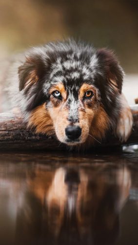 Australian Shepherd Water Reflection 4K Ultra HD Mobile Wallpaper