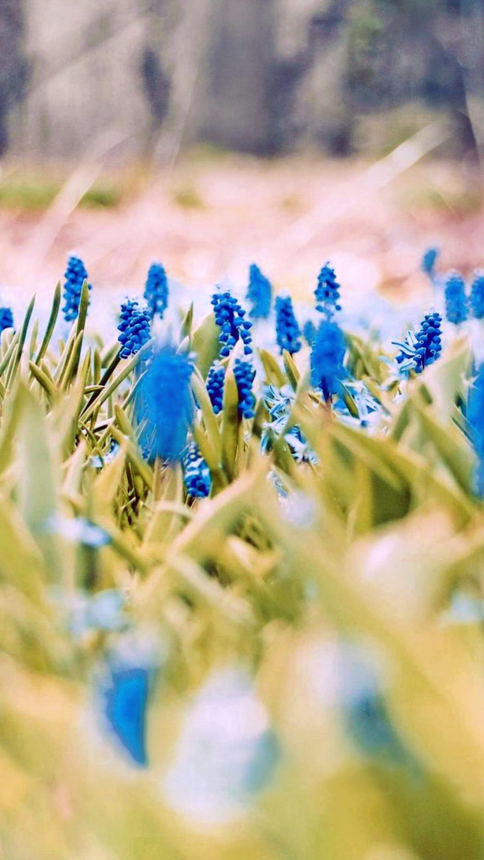 Blue Flowers Spring 4K Ultra HD Mobile Wallpaper