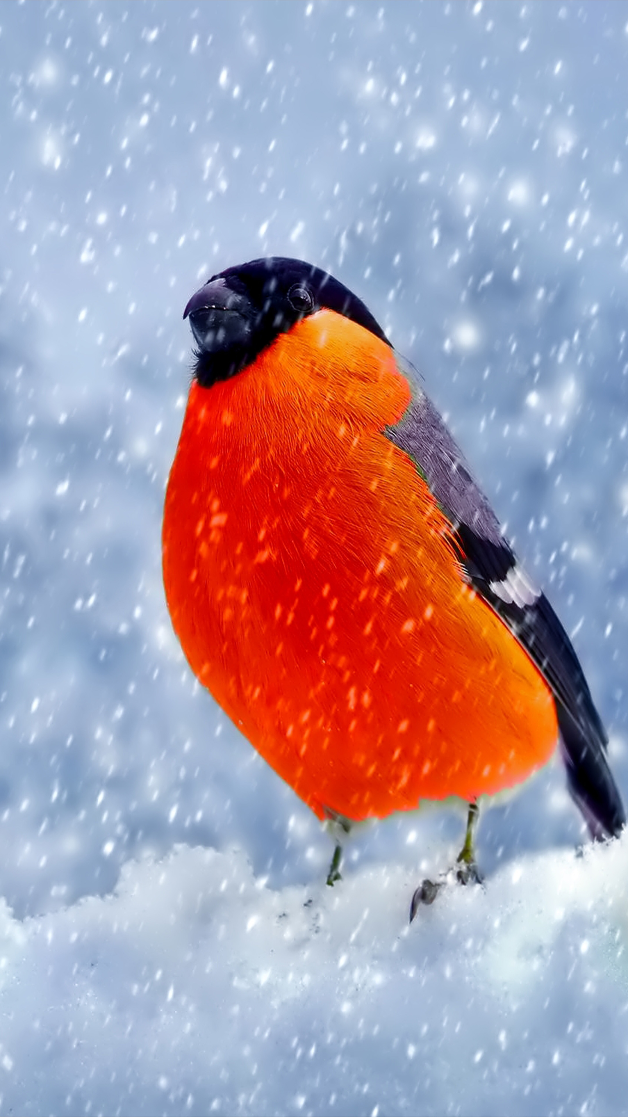 Bullfinch Bird Winter Snow Free 4K Ultra HD Mobile Wallpaper