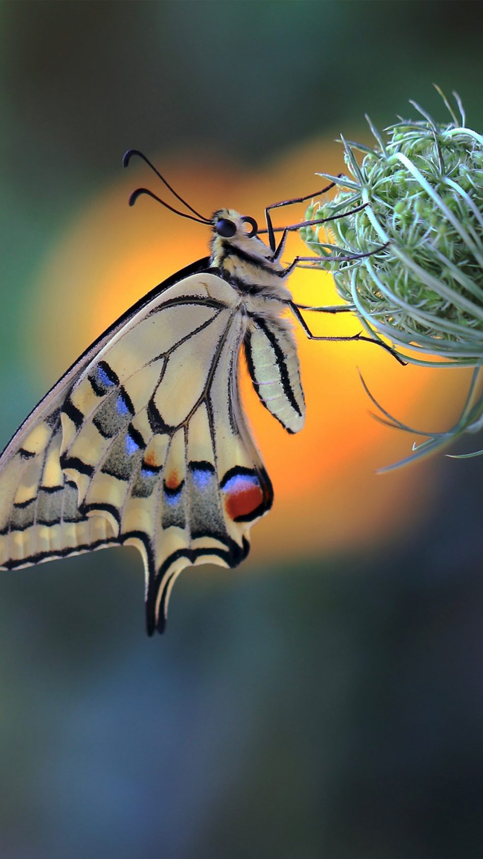 Download Butterflies wallpapers for mobile phone free Butterflies HD  pictures