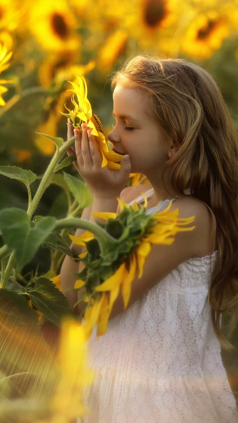 Child Relax Sunflowers Morning 4K Ultra HD Mobile Wallpaper