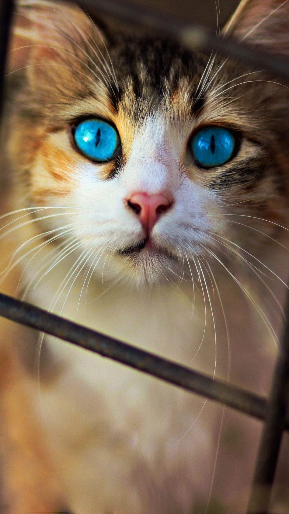 Cute Cat  Blue Eyes Free 4K Ultra  HD  Mobile Wallpaper 