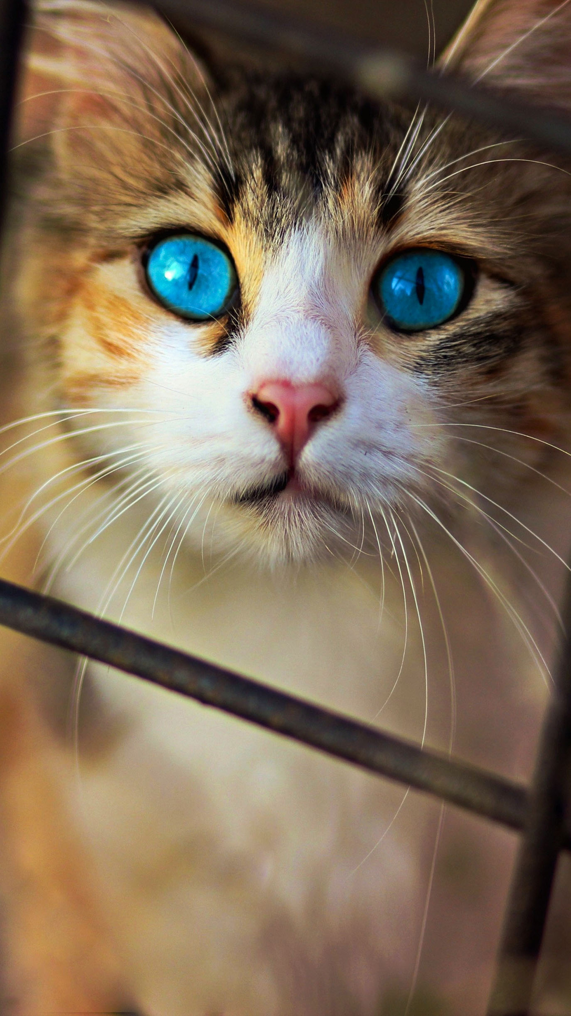  Cute  Cat  Blue Eyes Free 4K Ultra HD  Mobile  Wallpaper 