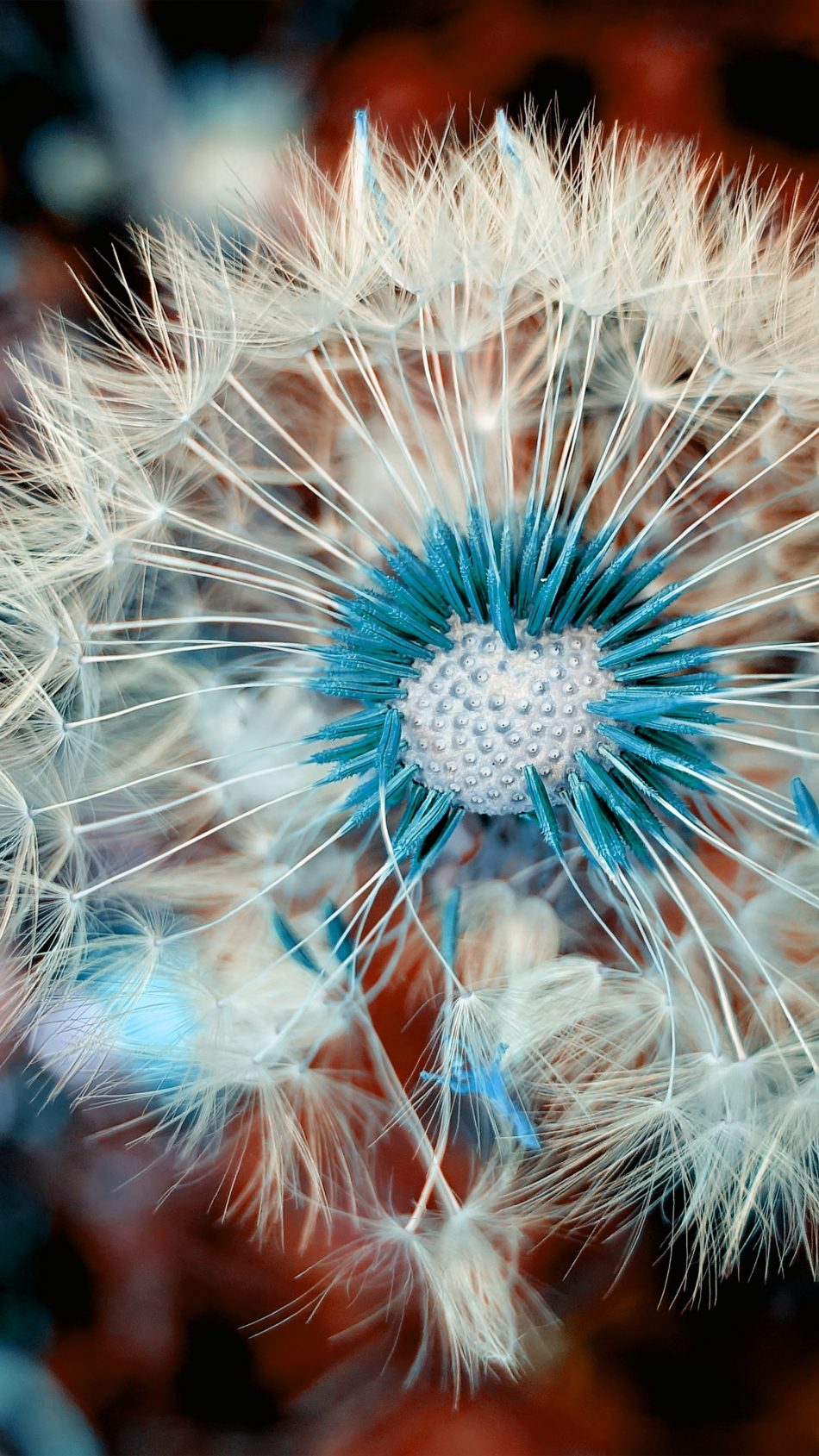 Dandelion Flower Macro Spring Blossom 4K And Ultra HD Mobile Wallpaper