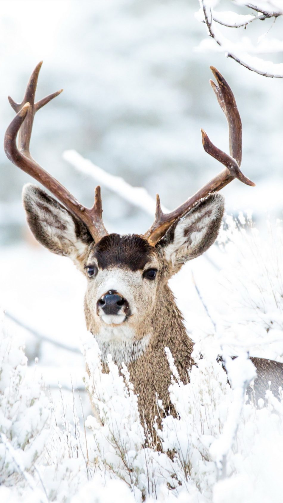 Deer Winter Snow 4K Ultra HD Mobile Wallpaper