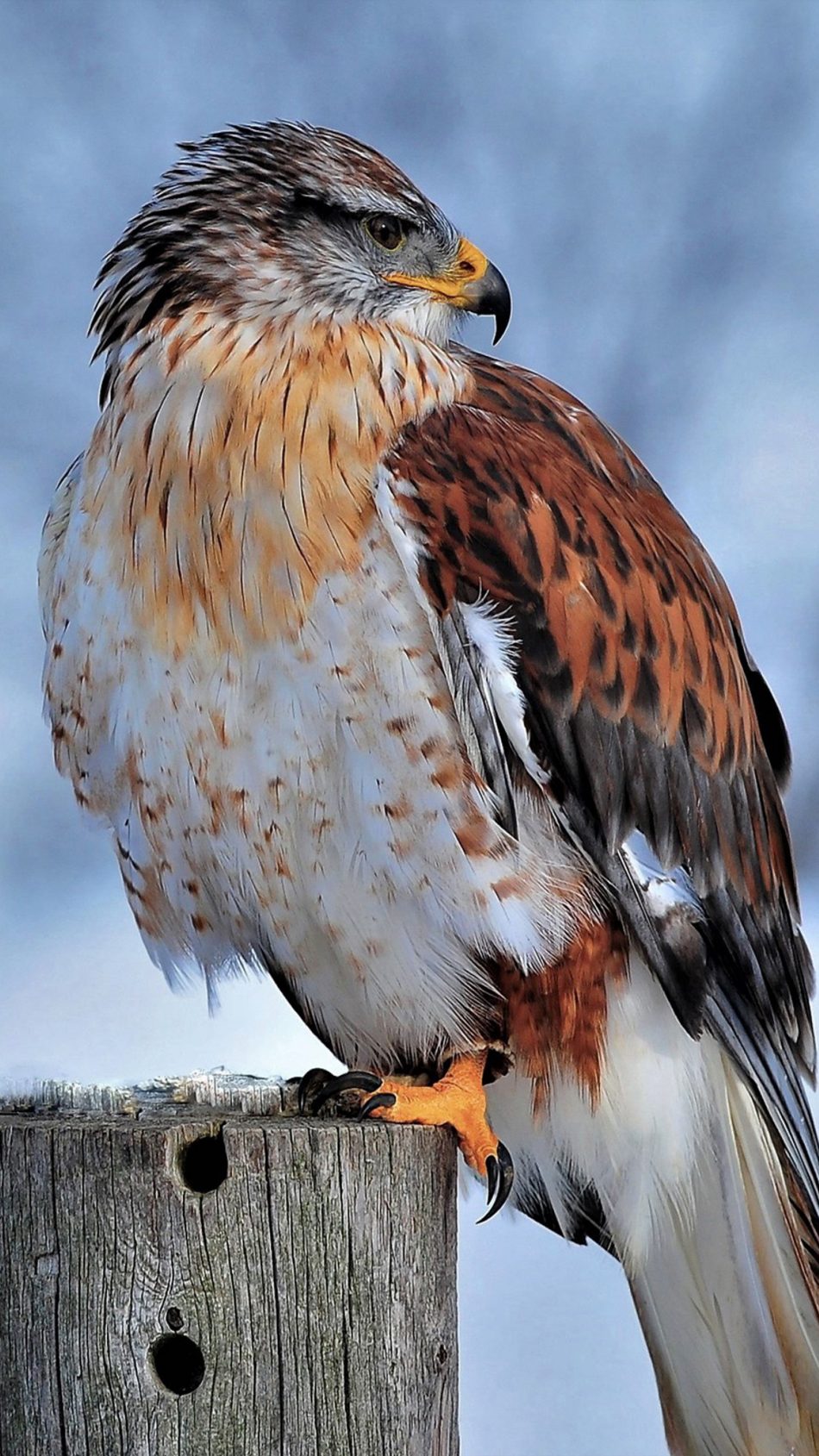 Ferruginous Hawk Winter Snow 4K Ultra HD Mobile Wallpaper