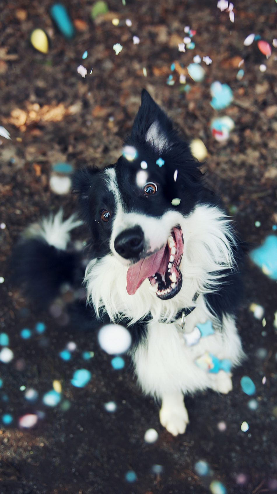 Happy Dog Playing 4K Ultra HD Mobile Wallpaper Happy Dog Playing 4K Ultra HD Mobile Wallpaper