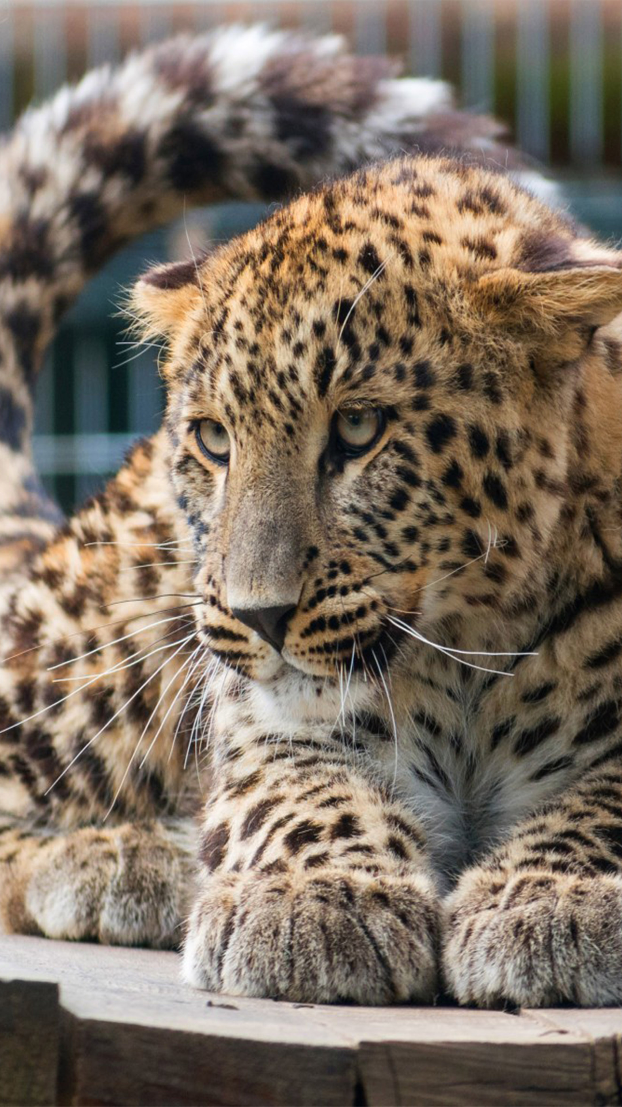 100 Big Cat Pictures HD  Download Free Images  Stock Photos on Unsplash