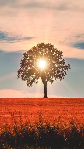 Lonely Tree Evening Fields Sunset 4K Ultra HD Mobile Wallpaper