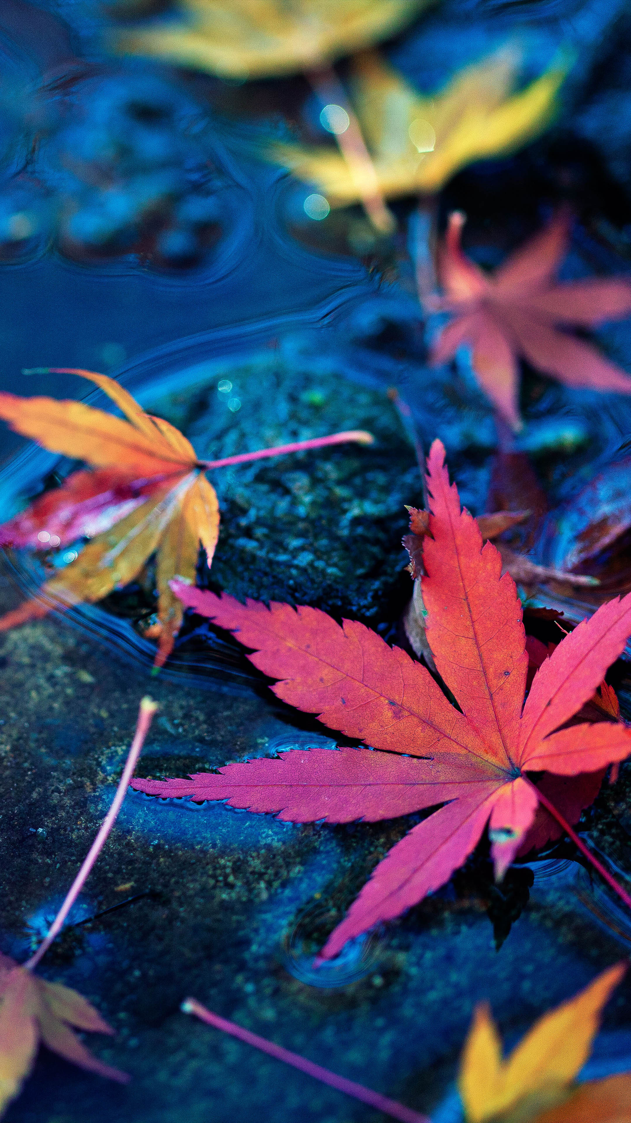 Maple Leaves Fall Autumn Water 4K  Ultra HD  Mobile  Wallpaper 