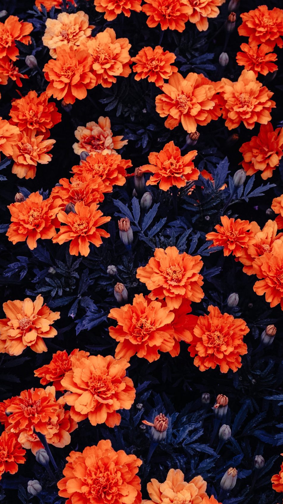 Orange Flowers Garden Free 4K Ultra HD Mobile Wallpaper Orange Flowers Garden Free 4K Ultra HD Mobile Wallpaper
