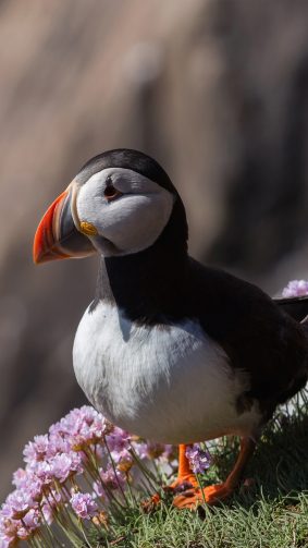 Puffin Bird Flowers 4K Ultra HD Mobile Wallpaper