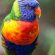 Rainbow Lorikeet Parrot 4K Ultra HD Mobile Wallpaper