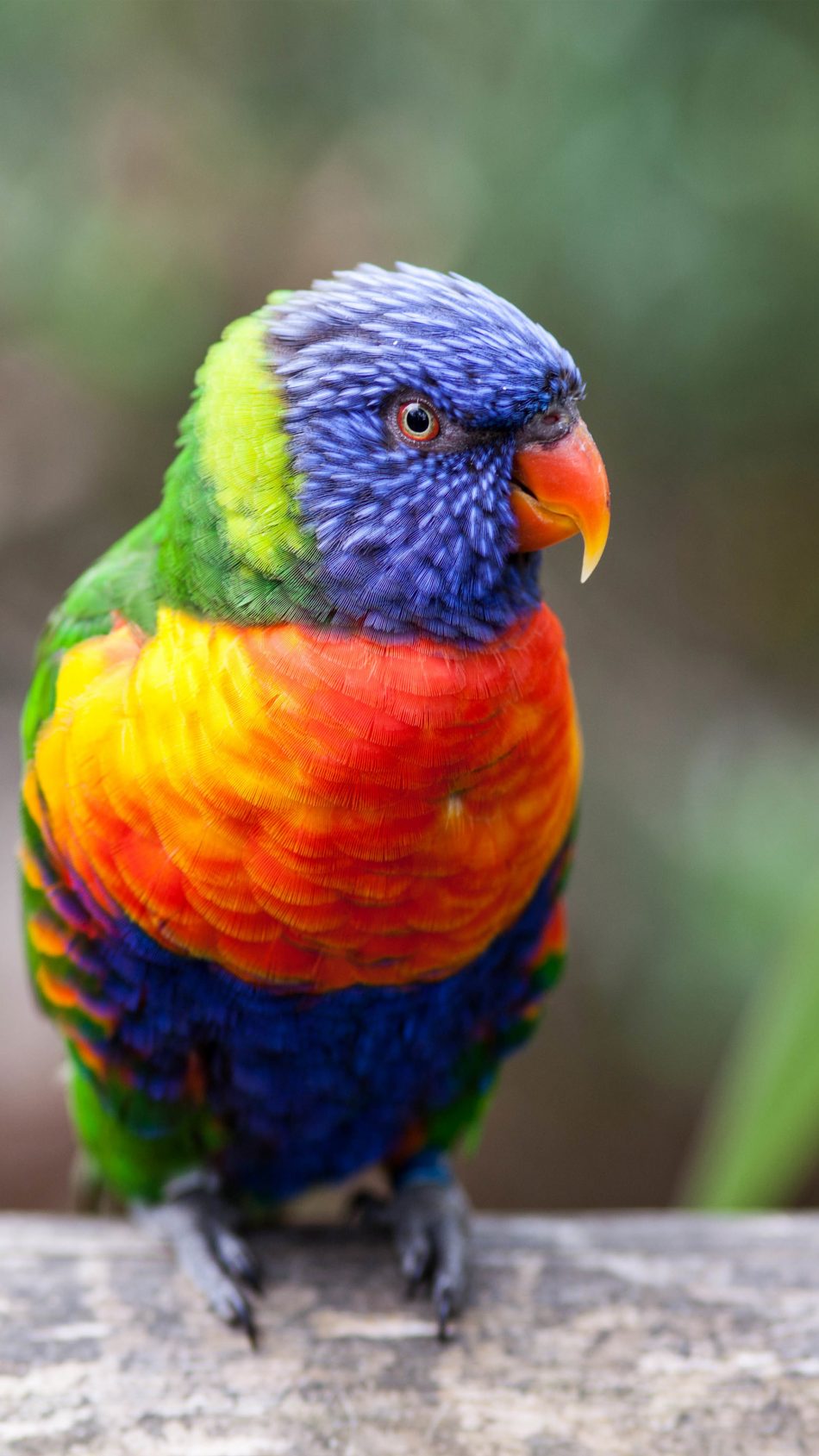 Rainbow Lorikeet Parrot 4K Ultra HD Mobile Wallpaper