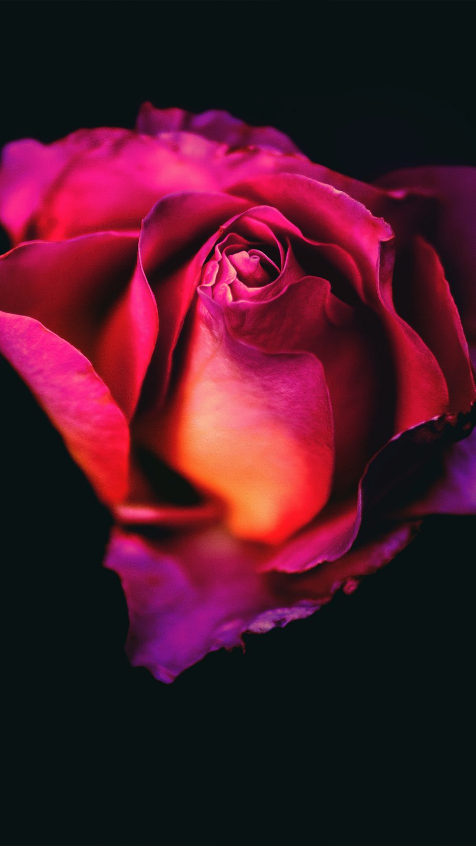 Rose Flower Dark Background 4K Ultra HD Mobile Wallpaper