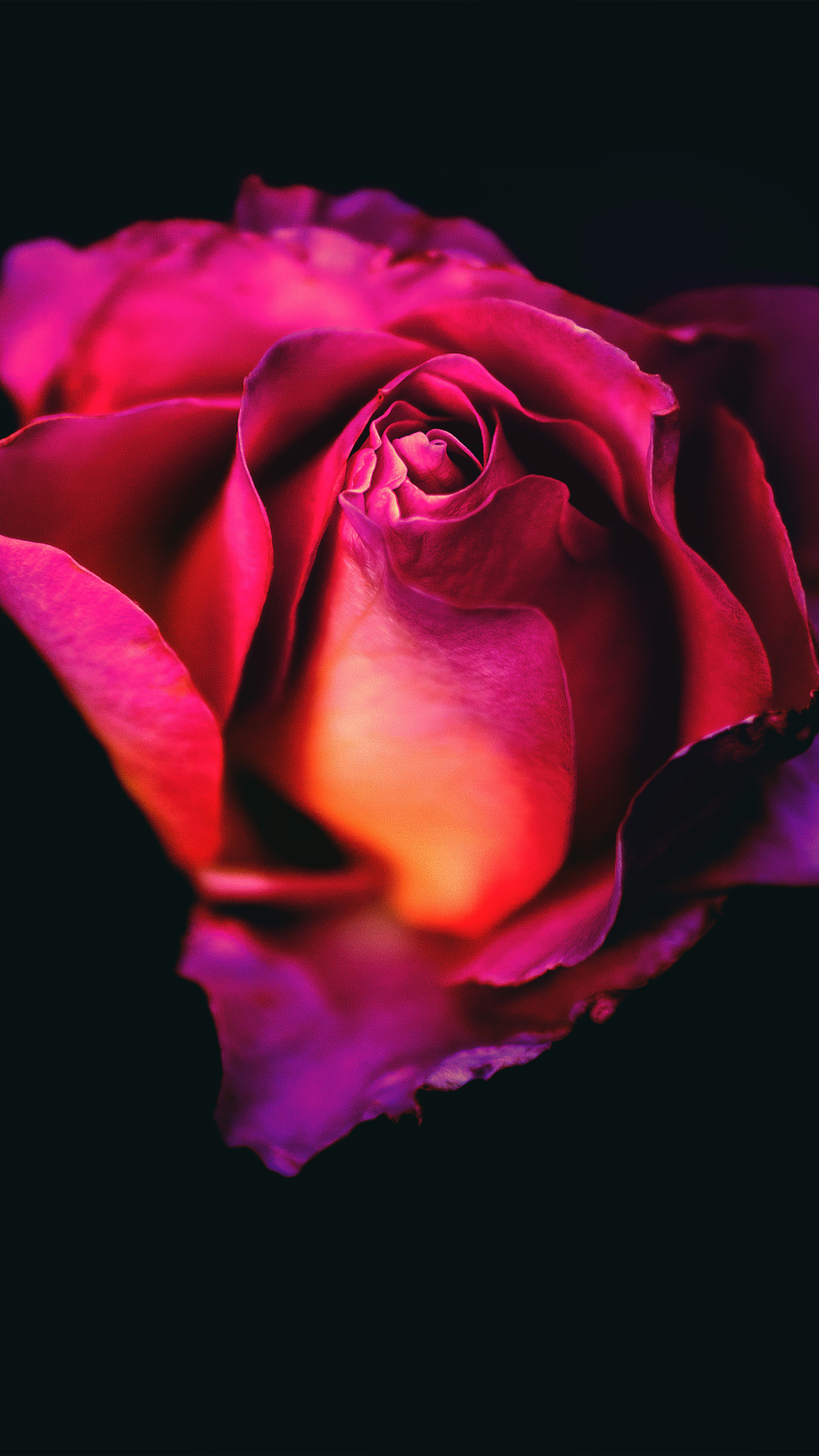 Rose Flower Dark Background 4K Ultra HD Mobile Wallpaper Rose Flower Dark Background 4K Ultra HD Mobile Wallpaper