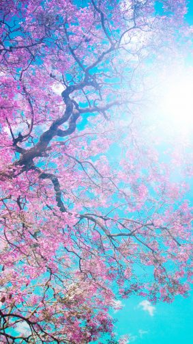 Tree Sunny Spring Day 4K Ultra HD Mobile Wallpaper