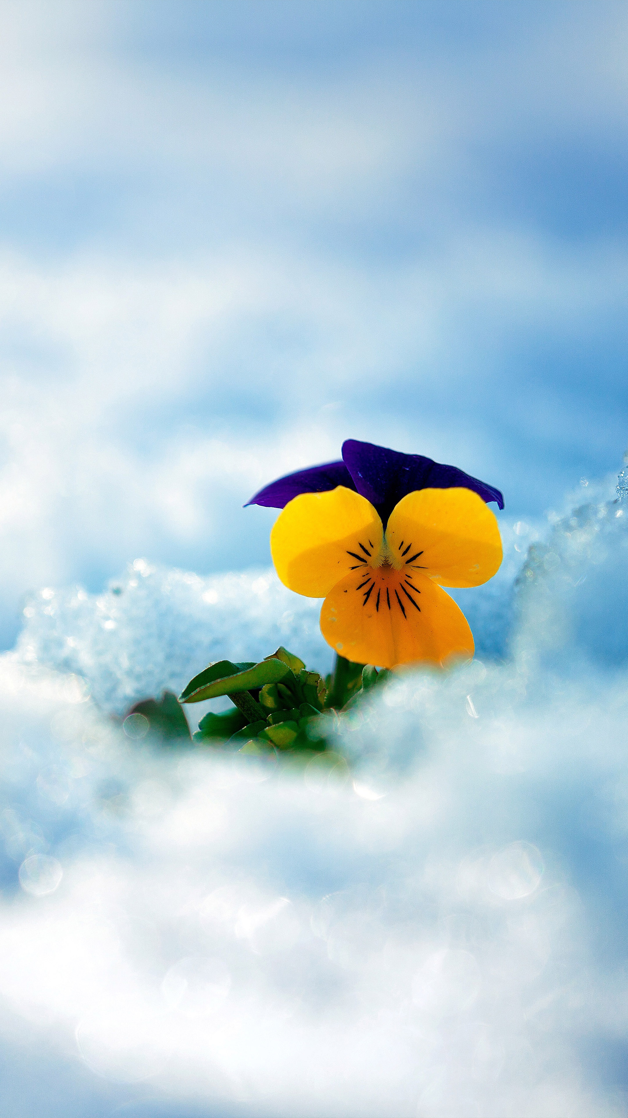 Wallpaper Blue flower primrose snow winter 1920x1200 HD Picture Image