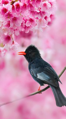 Black Bulbul Sakura Tree Pink Flowers 4K Ultra HD Mobile Wallpaper