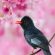 Black Bulbul Sakura Tree Pink Flowers 4K Ultra HD Mobile Wallpaper