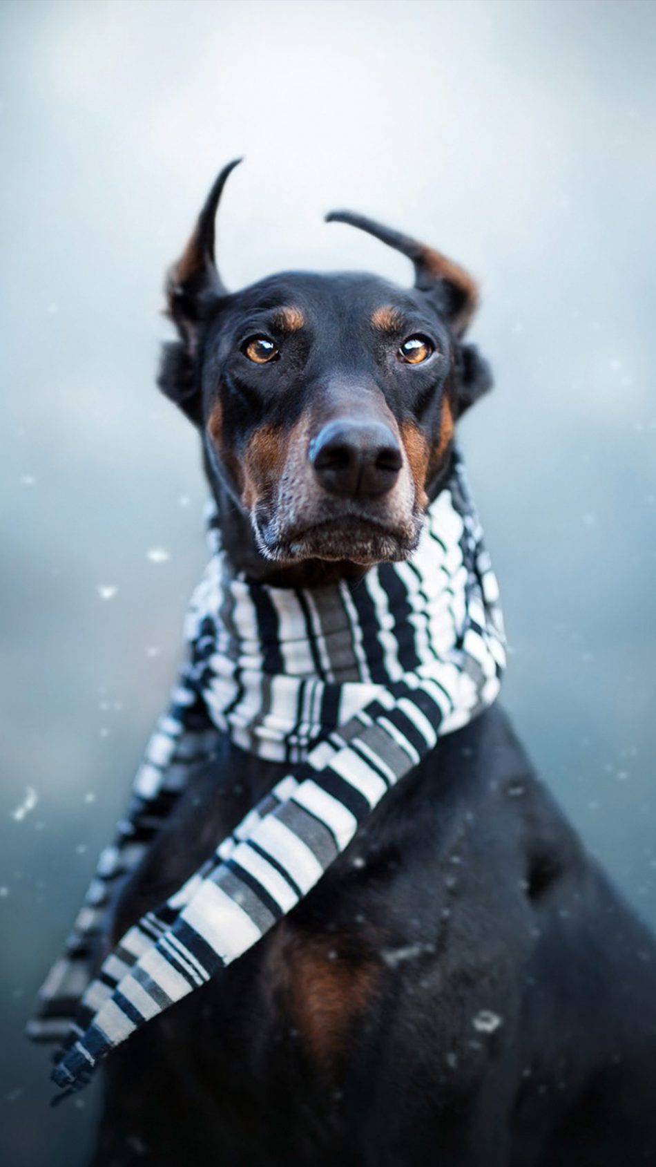 Doberman Pet Dog Winter Scarf 4K Ultra HD Mobile Wallpaper