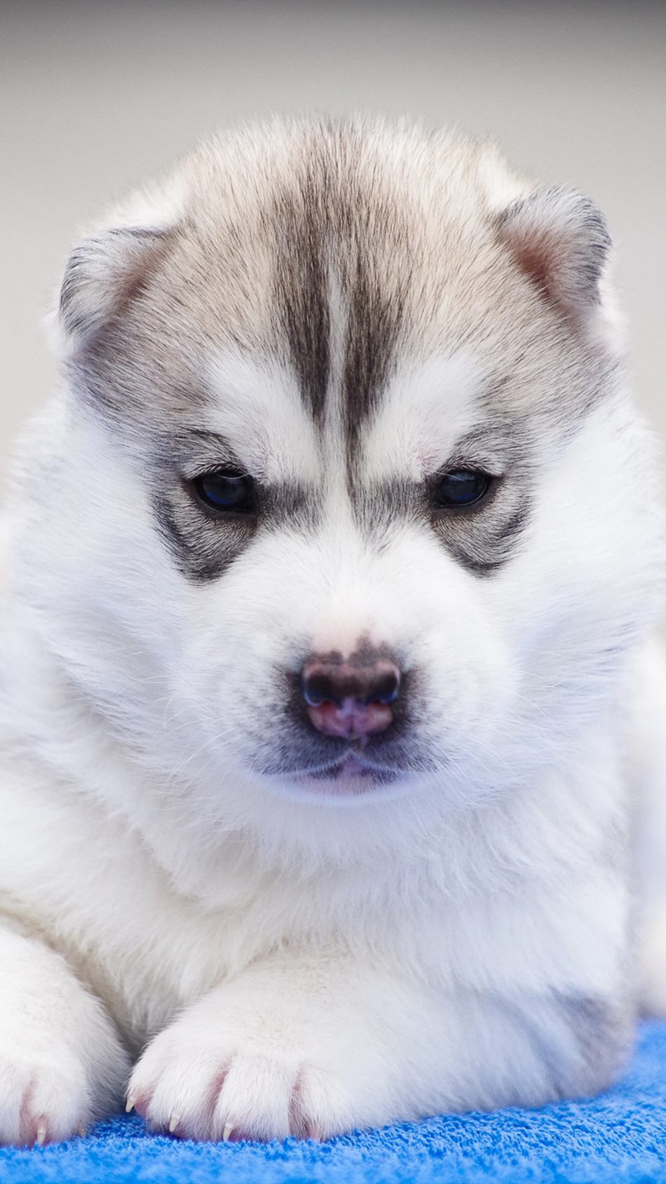 Husky Puppy Angry Pet Dog 4K Ultra HD Mobile Wallpaper