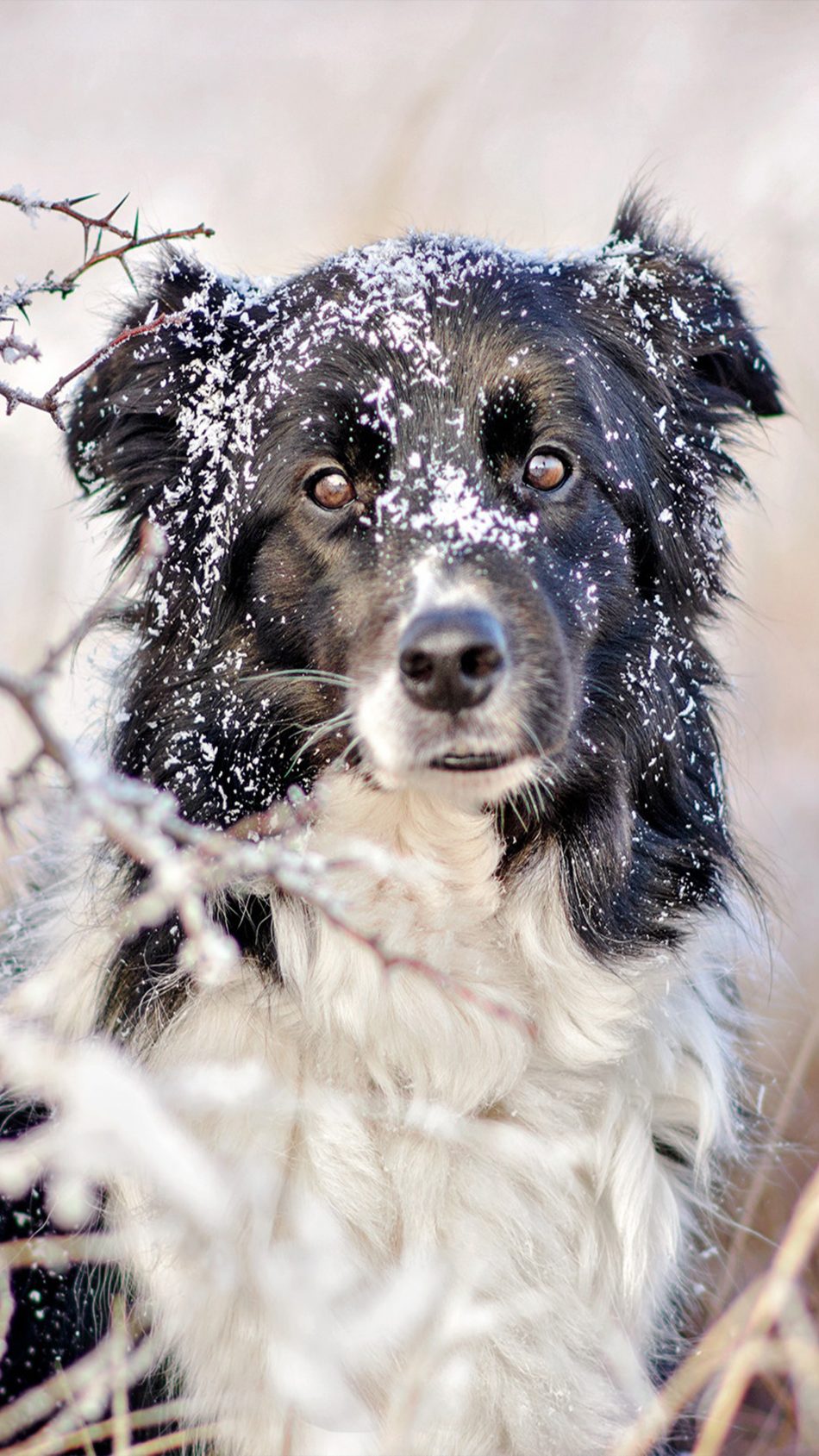 Pet Dog Stare Snow 4K Ultra HD Mobile Wallpaper