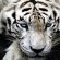 White Tiger Wildlife 4K Ultra HD Mobile Wallpaper