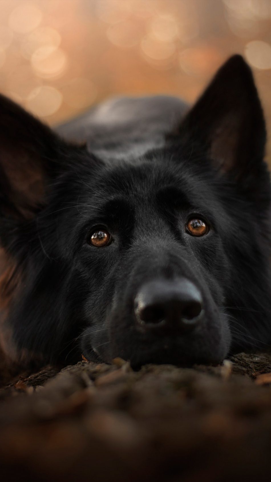German Shepherd Black Pet Dog 4K Ultra HD Mobile Wallpaper