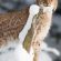 Lynx Big Cat Wildlife 4K Ultra HD Mobile Wallpaper