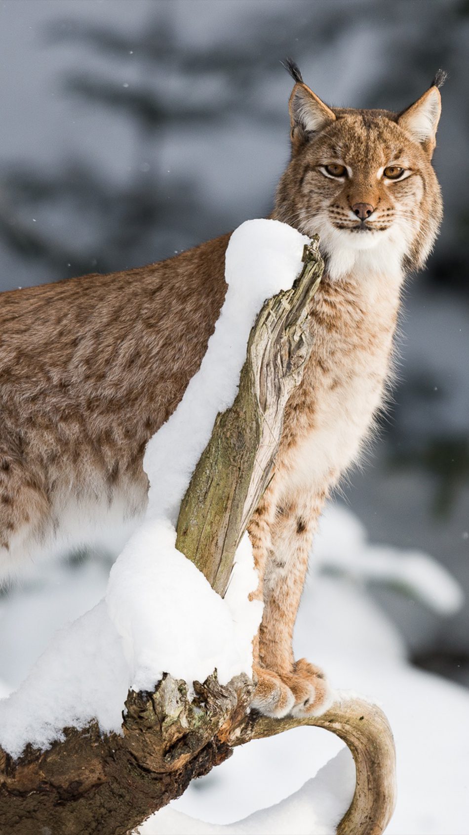 Free download Lynx Wallpaper Image Group 39 3839x2400 for your Desktop  Mobile  Tablet  Explore 30 Canadian Lynx Wallpapers  Lynx Wallpaper  Canadian Wallpaper Minnesota Lynx Wallpaper