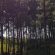 Forest Barapani Meghalaya Photography 4K Ultra HD Mobile Wallpaper
