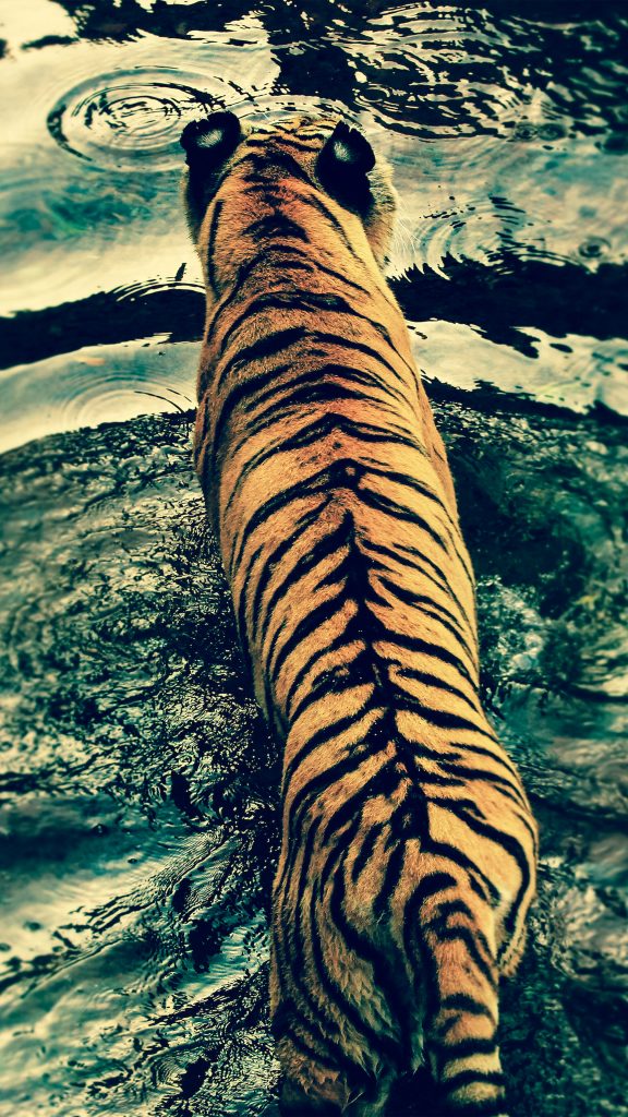Tiger River Photography 4K Ultra HD Mobile Wallpaper Tiger River Photography 4K Ultra HD Mobile Wallpaper