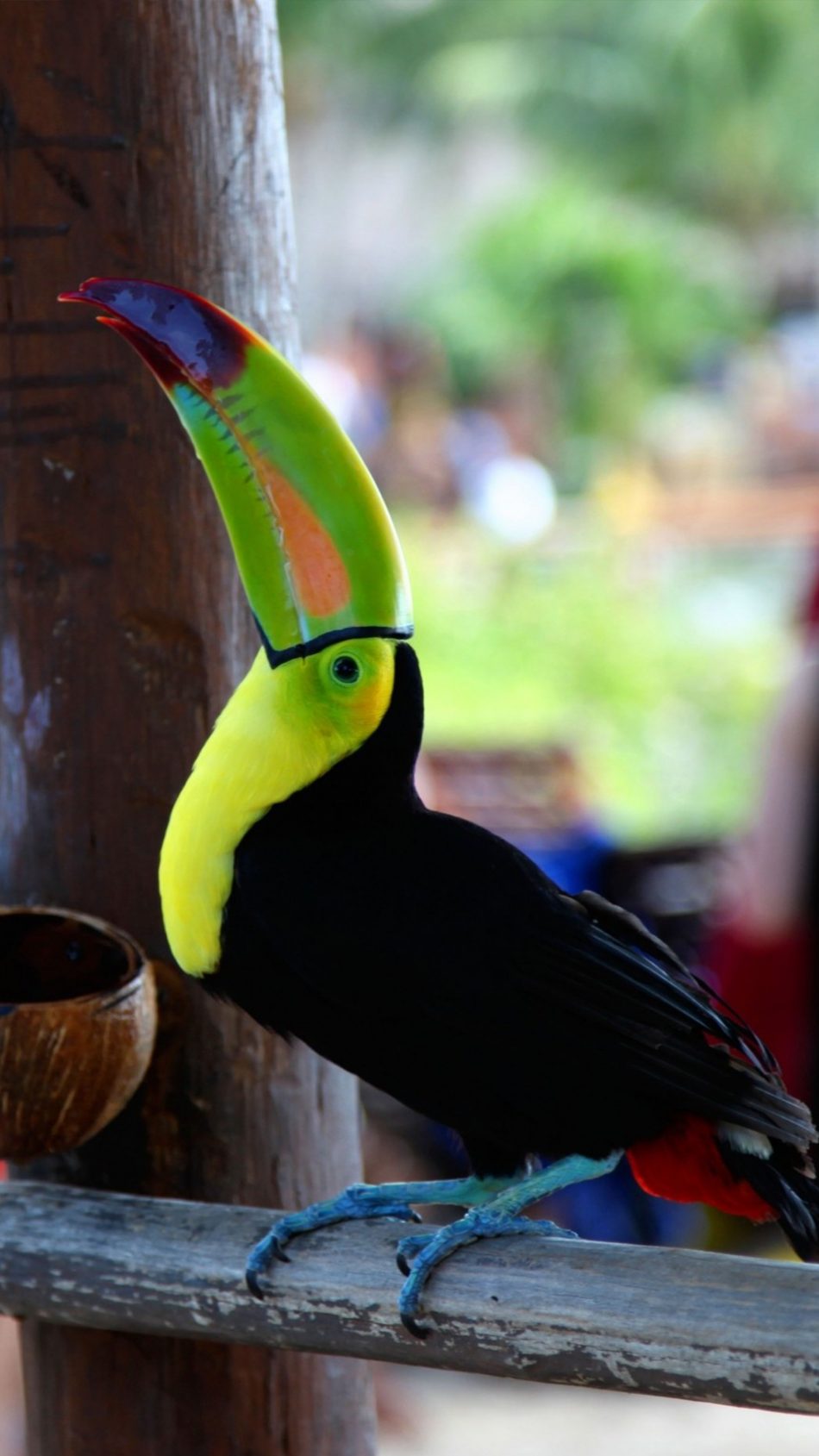 Toucan Bird Brazil 4K Ultra HD Mobile Wallpaper